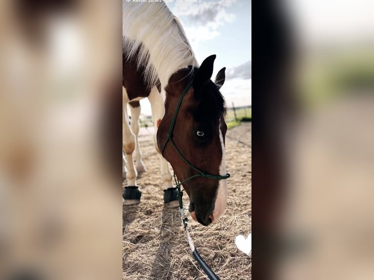Bayerisches Warmblut Hengst 7 Jahre 178 cm Schecke in Taunusstein