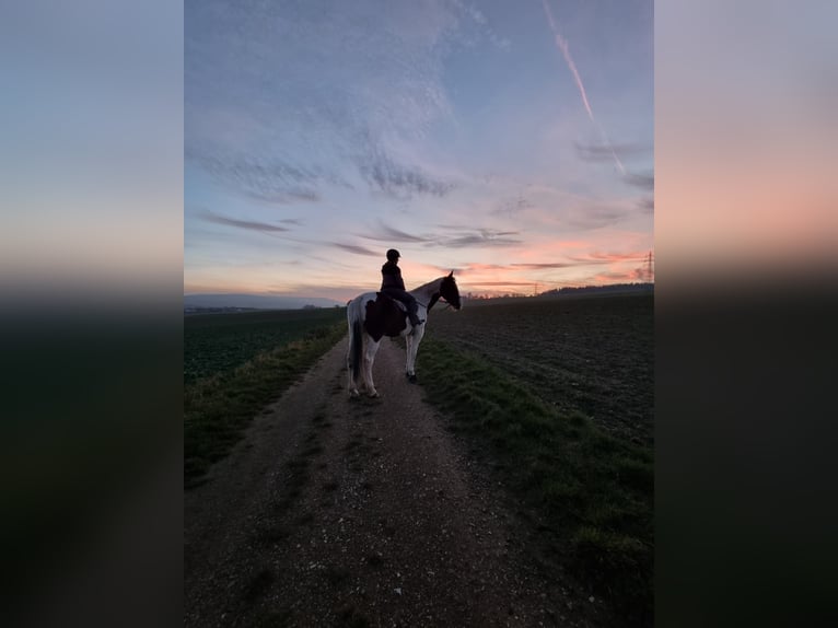 Bayerisches Warmblut Hengst 7 Jahre 178 cm Schecke in Taunusstein