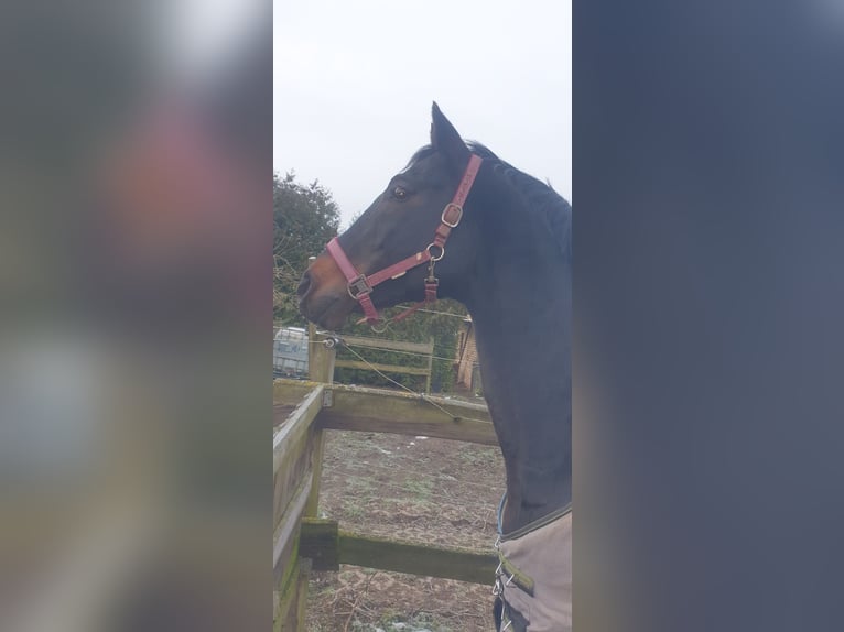Bayerisches Warmblut Hengst Dunkelbrauner in Petersberg OT Teicha