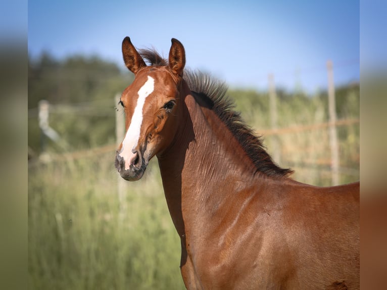 Bayerisches Warmblut Hengst  168 cm Brauner in Pleystein