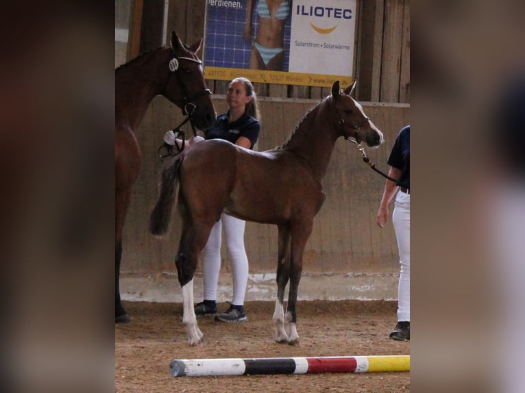 Bayerisches Warmblut Hengst Fohlen (04/2025) 168 cm Brauner in Pleystein