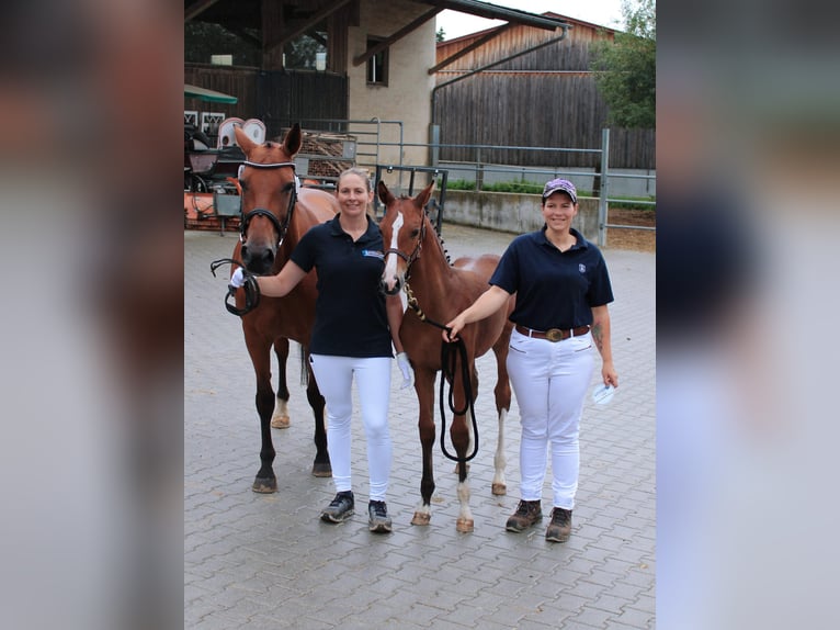 Bayerisches Warmblut Hengst Fohlen (04/2025) 168 cm Brauner in Pleystein