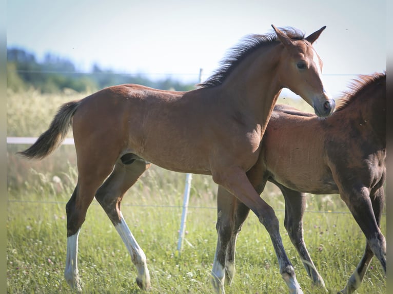Bayerisches Warmblut Hengst  168 cm Brauner in Pleystein