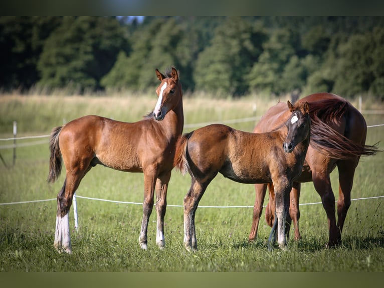 Bayerisches Warmblut Hengst  168 cm Brauner in Pleystein