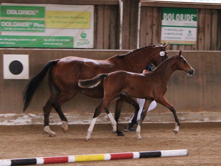 Bayerisches Warmblut Hengst Fohlen (04/2025) 168 cm Brauner in Pleystein