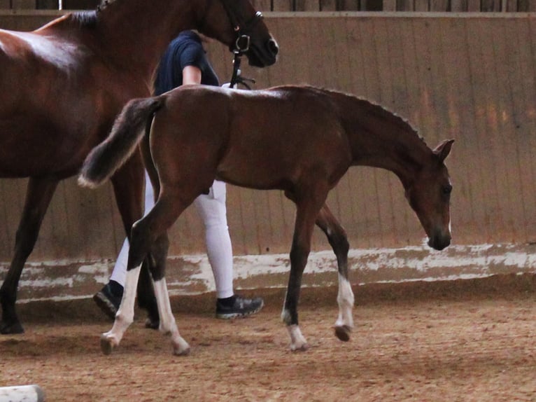 Bayerisches Warmblut Hengst Fohlen (04/2025) 168 cm Brauner in Pleystein