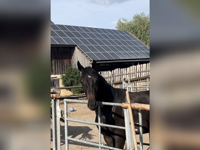 Bayerisches Warmblut Hengst Fohlen (04/2024) 170 cm Schwarzbrauner in Mainleus