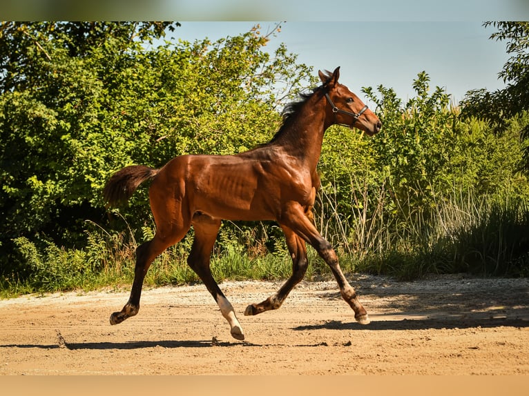 Bayerisches Warmblut Hengst Fohlen (05/2026) Dunkelbrauner in Palling