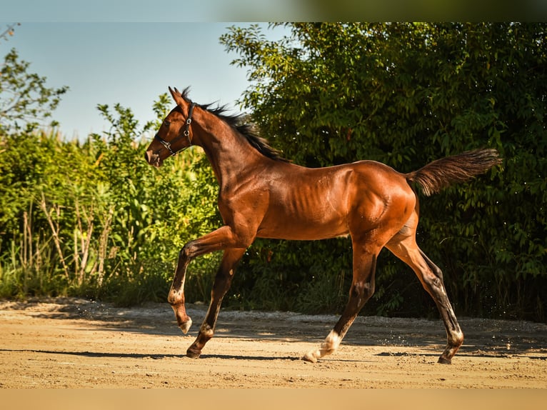 Bayerisches Warmblut Hengst Fohlen (05/2026) Dunkelbrauner in Palling