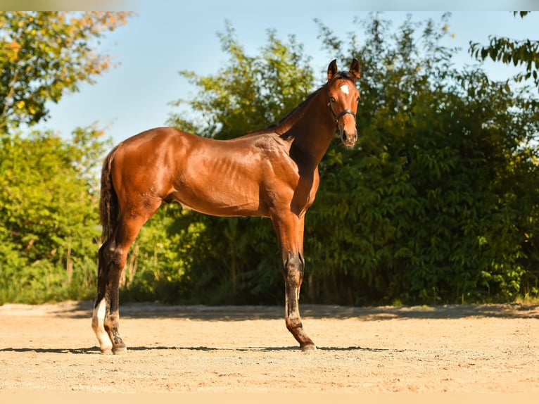 Bayerisches Warmblut Hengst Fohlen (05/2026) Dunkelbrauner in Palling