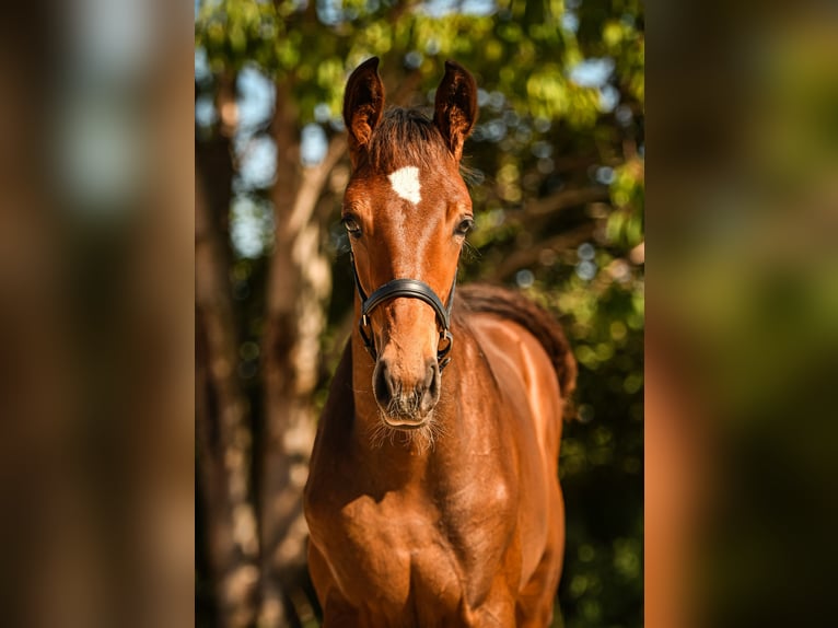 Bayerisches Warmblut Hengst Fohlen (05/2026) Dunkelbrauner in Palling