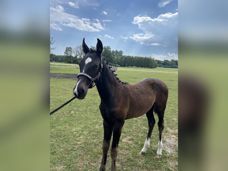 Bayerisches Warmblut Hengst Fohlen (03/2026) Rappe in Waal
