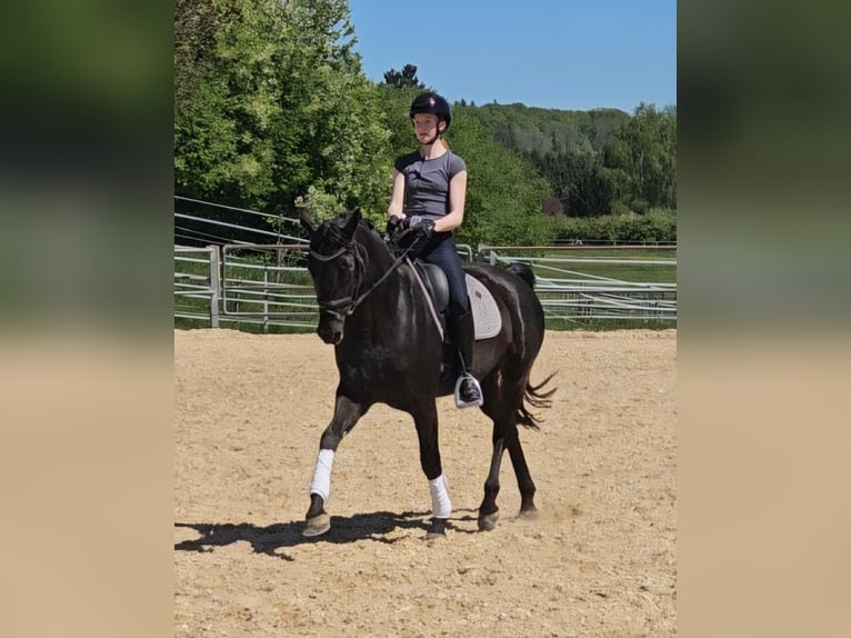 Bayerisches Warmblut Stute 10 Jahre 164 cm Rappe in Schwabmünchen