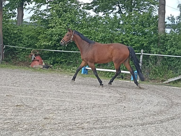 Bayerisches Warmblut Stute 10 Jahre 168 cm Brauner in Kettershausen