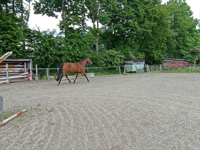 Bayerisches Warmblut Stute 10 Jahre 168 cm Brauner in Kettershausen