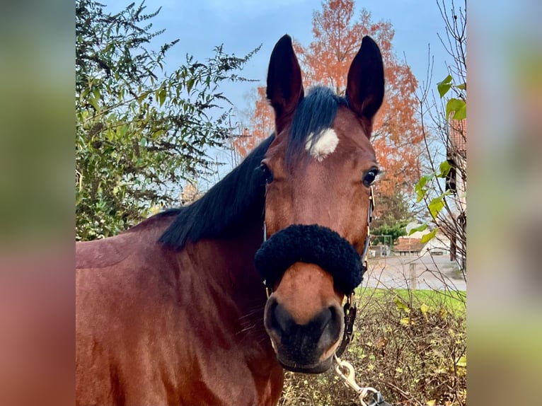 Bayerisches Warmblut Stute 10 Jahre 168 cm Brauner in Rosenheim