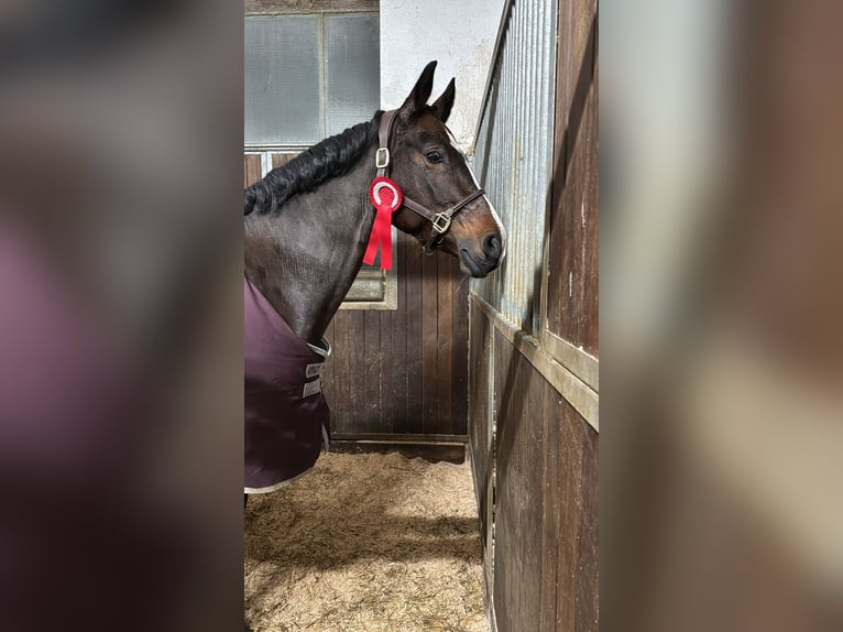 Bayerisches Warmblut Stute 11 Jahre 165 cm Brauner in Pliening