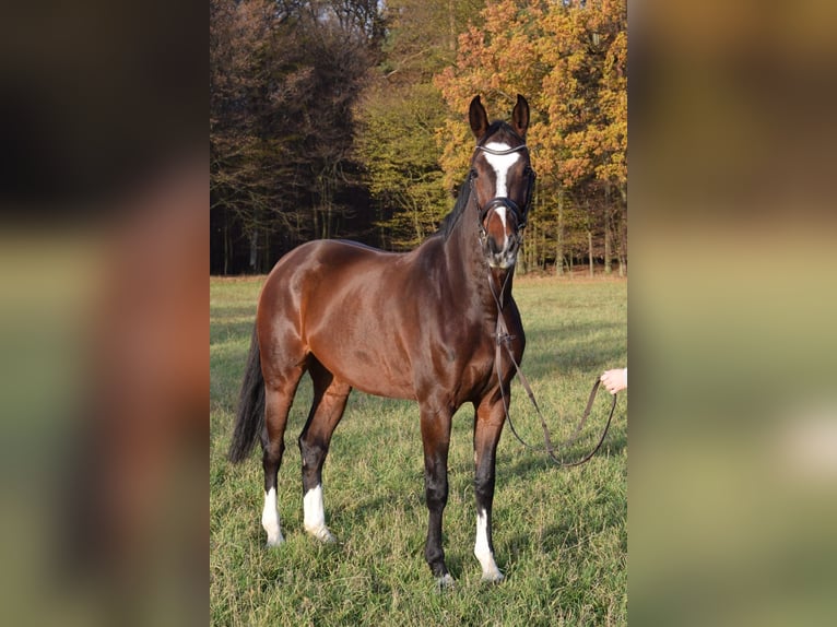 Bayerisches Warmblut Stute 11 Jahre 167 cm Brauner in Donnersdorf