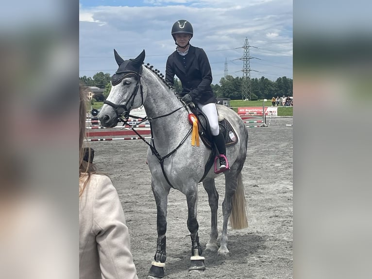 Bayerisches Warmblut Stute 11 Jahre 168 cm Schimmel in Dornbirn