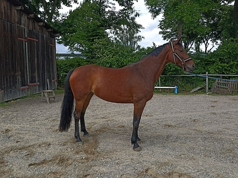 Bayerisches Warmblut Stute 11 Jahre 169 cm Brauner in Kettershausen