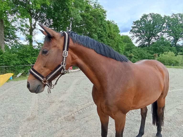 Bayerisches Warmblut Stute 11 Jahre 169 cm Brauner in Kettershausen