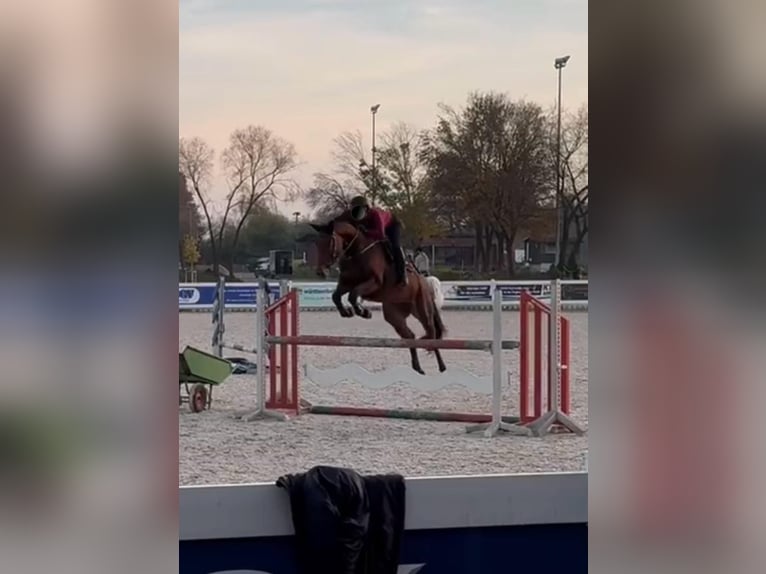 Bayerisches Warmblut Stute 11 Jahre 169 cm Brauner in Kettershausen