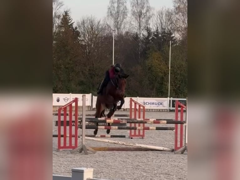 Bayerisches Warmblut Stute 11 Jahre 169 cm Brauner in Kettershausen