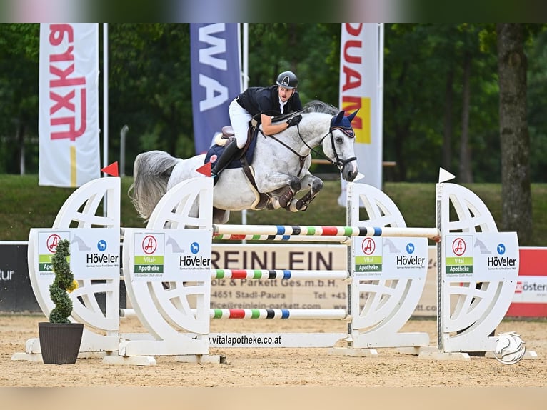 Bayerisches Warmblut Stute 11 Jahre 172 cm Schimmel in Schöllnach