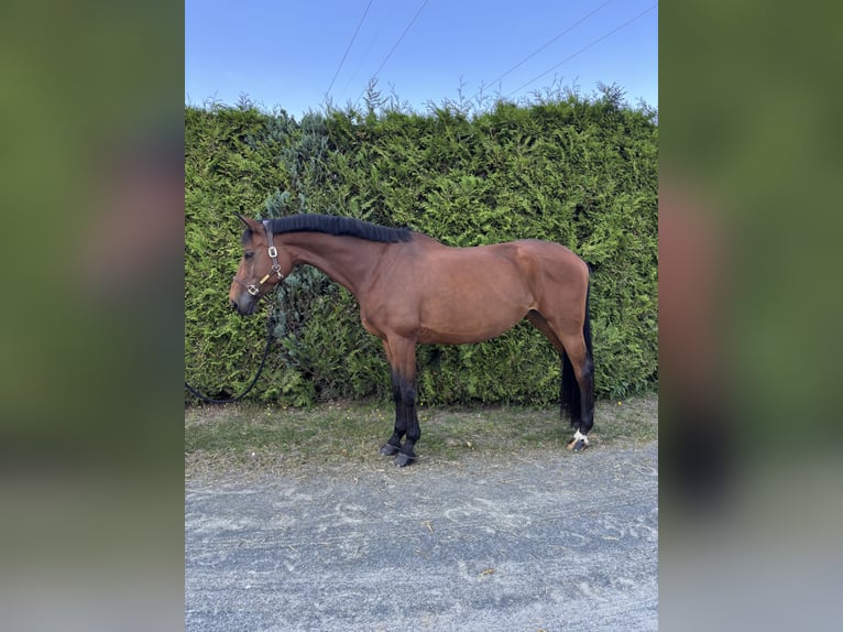Bayerisches Warmblut Stute 11 Jahre 175 cm Brauner in Limburg an der Lahn