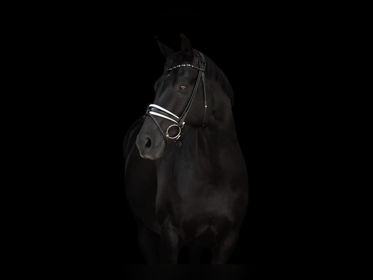 Bayerisches Warmblut Stute 12 Jahre 164 cm Rappe in BuchloeHonsolgen