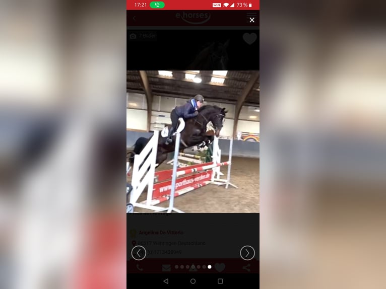 Bayerisches Warmblut Stute 12 Jahre 167 cm Dunkelbrauner in Ötisheim