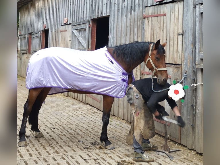Bayerisches Warmblut Stute 12 Jahre 167 cm Dunkelbrauner in Beutelsbach