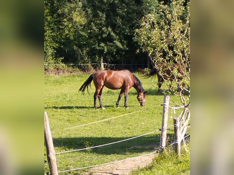 Bayerisches Warmblut Stute 12 Jahre 167 cm Dunkelbrauner in Beutelsbach