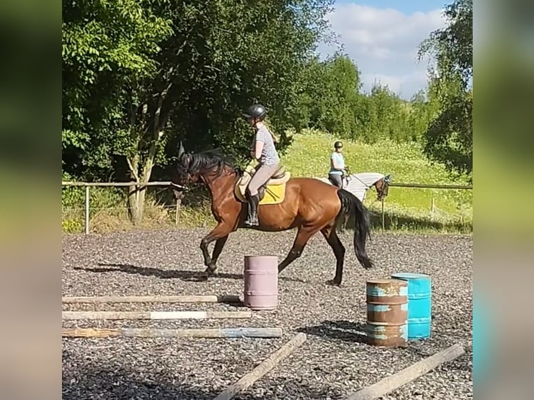 Bayerisches Warmblut Stute 12 Jahre 167 cm Dunkelbrauner in Beutelsbach
