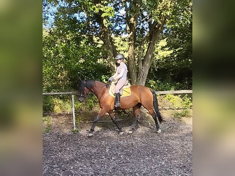 Bayerisches Warmblut Stute 12 Jahre 167 cm Dunkelbrauner in Beutelsbach