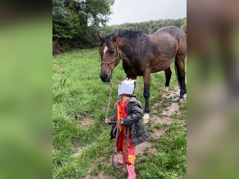 Bayerisches Warmblut Stute 12 Jahre 169 cm Brauner in Haibach