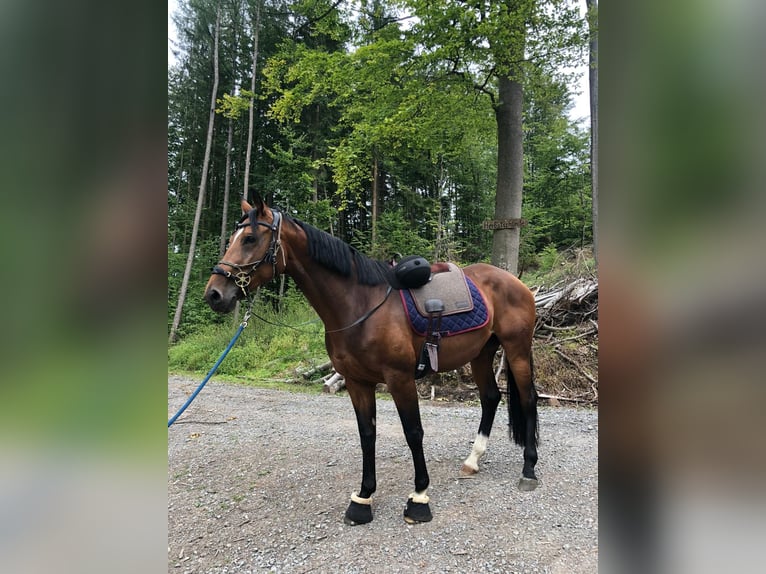 Bayerisches Warmblut Stute 12 Jahre 169 cm Brauner in Haibach