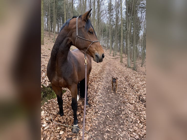 Bayerisches Warmblut Stute 12 Jahre 169 cm Brauner in Haibach