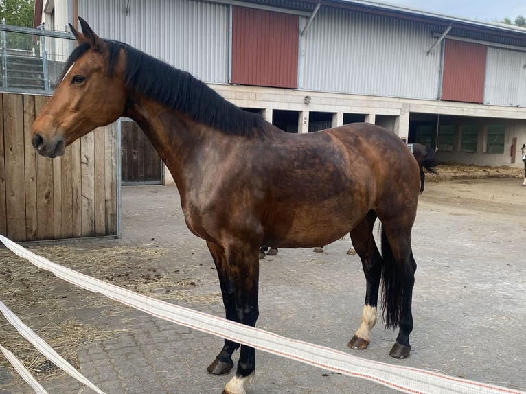 Bayerisches Warmblut Stute 12 Jahre 169 cm Dunkelbrauner in Haibach