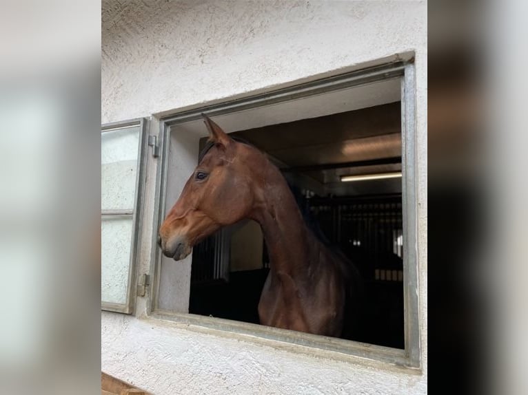 Bayerisches Warmblut Stute 12 Jahre 170 cm Brauner in Mühldorf am Inn