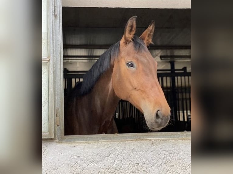 Bayerisches Warmblut Stute 12 Jahre 170 cm Brauner in Mühldorf am Inn