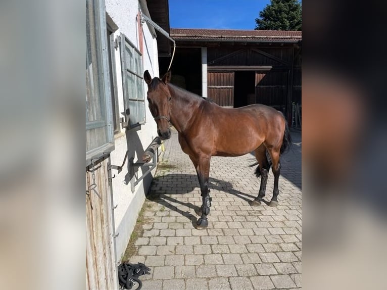 Bayerisches Warmblut Stute 12 Jahre 170 cm Brauner in Mühldorf am Inn