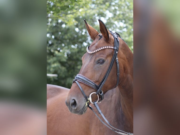 Bayerisches Warmblut Stute 12 Jahre 171 cm Dunkelbrauner in Erftstadt