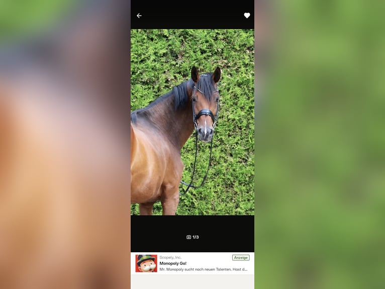 Bayerisches Warmblut Stute 12 Jahre 173 cm Brauner in Erkrath