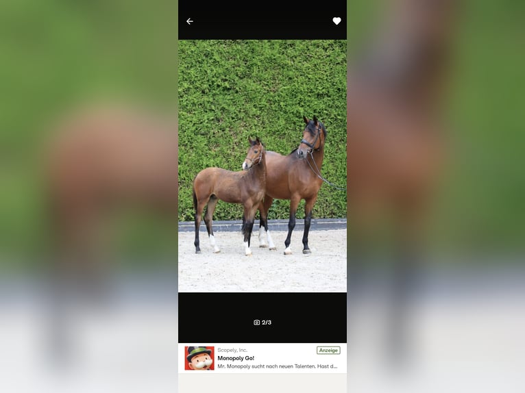 Bayerisches Warmblut Stute 12 Jahre 173 cm Brauner in Erkrath