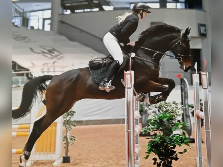 Bayerisches Warmblut Stute 12 Jahre Brauner in Petersaurach