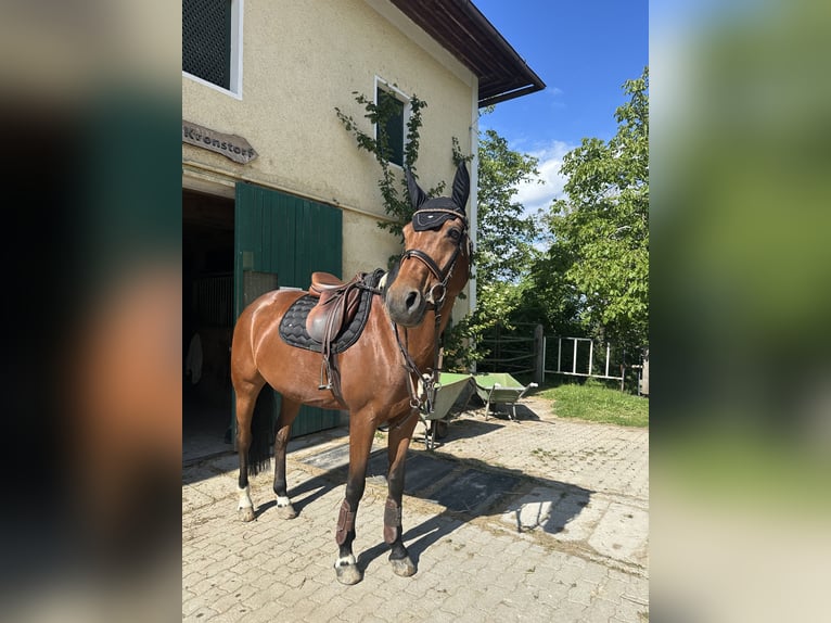 Bayerisches Warmblut Stute 13 Jahre 164 cm Brauner in Kronstorf