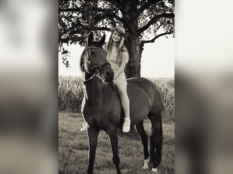 Bayerisches Warmblut Stute 13 Jahre 164 cm Brauner in Kronstorf