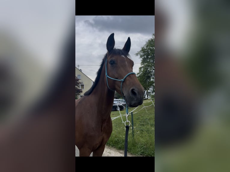 Bayerisches Warmblut Stute 13 Jahre 164 cm Brauner in Kronstorf