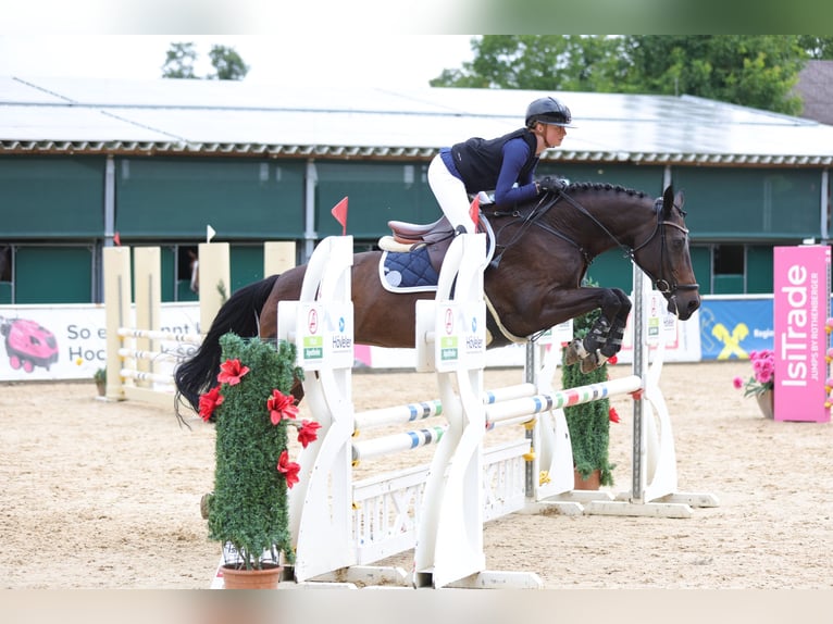 Bayerisches Warmblut Stute 13 Jahre 164 cm Schwarzbrauner in Warngau
